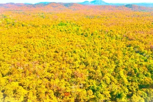 Ấn tượng với rừng khộp ở xã có diện tích lớn nhất Việt Nam