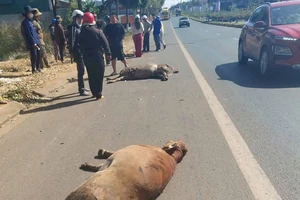 Xe tải nghi mất thắng, tông chết 3 con bò, gây tai nạn liên hoàn