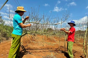 Hàng ngàn gốc đào huyền chuẩn bị xuống phố ở Đắk Lắk, hứa hẹn một vụ mùa bội thu 