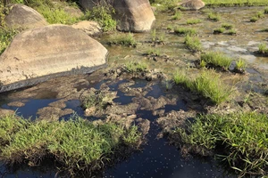 Dầu nhớt tràn ra ruộng cạnh cao tốc Chí Thạnh - Vân Phong