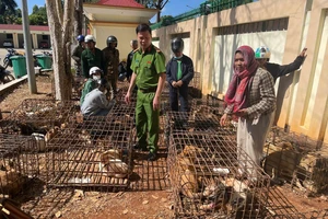 Đắk Lắk: Khởi tố chủ lò mổ và kẻ trộm chó