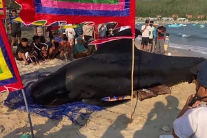 Cá Ông vào bờ, ngư dân đẩy ra biển 3 lần nhưng bất thành