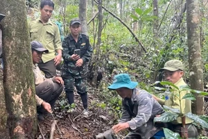 Mỗi kiểm lâm VQG Chư Yang Sin phải tuần tra, bảo vệ khoảng 600 ha rừng