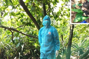 Bị chó nghi mắc bệnh dại cắn, người đàn ông tự điều trị bằng thuốc nam