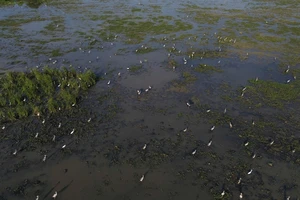 Hàng ngàn con cò nhạn bay rợp trời ở Đắk Lắk