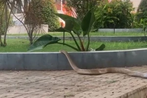 Video rắn hổ trâu lao vào khuôn viên bệnh viện, nhiều người hoảng hốt