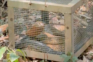 Rắn dài 3 m lao vào khuôn viên bệnh viện ở Đắk Lắk là hổ mang chúa