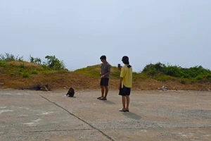 Khỉ hoang liên tiếp cắn khách du lịch trên đường ven biển ở Đắk Lắk