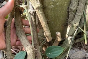 Đi thăm rẫy, người dân tá hỏa vì gần 100 gốc tiêu bị chặt phá