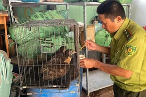 Người đàn ông bắt gặp con chim lạ khi ra vườn tưới rau