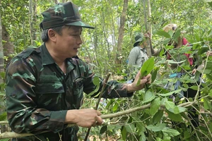 Lên phương án bảo tồn rừng trà cổ hàng trăm năm tuổi trên núi Hòn Chảo ở Đắk Lắk