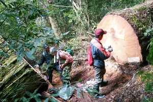 Đài Loan bắt 11 người Việt khai thác gỗ trái phép