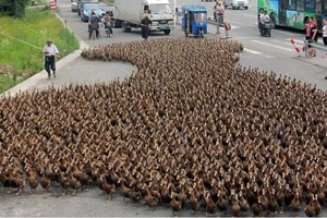 Trung Quốc cử ‘đặc nhiệm vịt’ qua Pakistan chặn dịch châu chấu