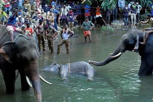 Vụ voi mang thai chết đau đớn: Bộ Môi trường Ấn Độ lên tiếng