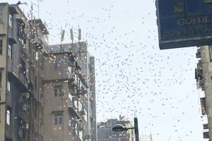 Bị bắt vì rải 'mưa tiền' từ cửa sổ tầng 30 xuống đường