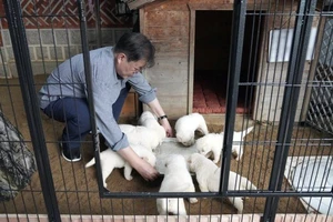 ‘Quốc khuyển’ Triều Tiên tặng Hàn Quốc sau thượng đỉnh 2018 lại sinh con