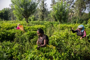 Công ty Trung Quốc đòi Sri Lanka trả 8 triệu USD vì từ chối ‘phân bón nhiễm bẩn’