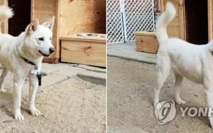 Tổng thống Hàn Quốc sẽ chia tay 2 ‘quốc khuyển’ do Triều Tiên tặng khi rời chức?