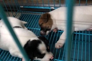 Trung Quốc: Một quận ra lệnh giết hết vật nuôi trong nhà người mắc COVID-19 