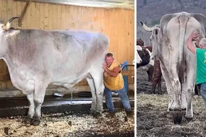 Chú bò 1.360 kg bầu bạn với cụ ông 78 tuổi