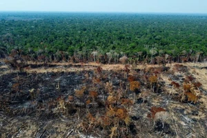 Thêm vũ khí trong cuộc chiến chống phá rừng của EU