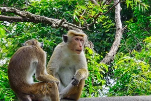 Sri Lanka đang cân nhắc xuất khẩu 10.000 con khỉ macaque cho Trung Quốc. Ảnh: SHUTTERSTOCK