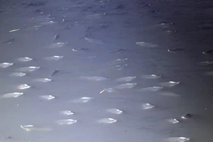 Năm nay, cá ở Nhiêu Lộc - Thị Nghè có chết?