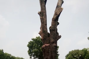  Tiếc xà cừ cổ thụ Sài Gòn bị đốn 