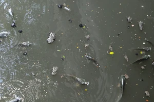 Kỳ công “tỉa” cá trên kênh Nhiêu Lộc – Thị Nghè