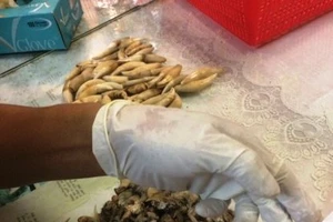 Phát hiện nhiều răng nanh báo ở sân bay Tân Sơn Nhất