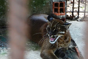 Công viên nước Củ Chi nuôi thú rừng bất hợp pháp