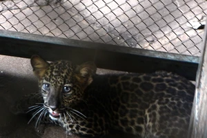 2 con báo hoa mai được người lạ 'cho không' (?!)