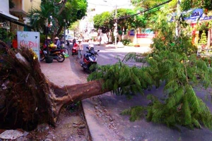 Cây ngã bật gốc do thi công vỉa hè ở Sài Gòn