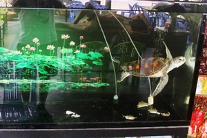 Nhờ khách Tây, vích quý được giải cứu khỏi nhà hàng