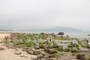 Bãi rêu Nam Ô đẹp như cổ tích bị ô nhiễm, rêu nát vì dẫm đạp