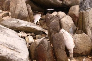 Có 9 công nhân Formosa phải đi khám bệnh