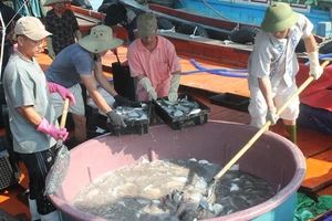 Ngư dân Quảng Bình vui vì bán được hải sản, tàu thuyền tấp nập ra khơi