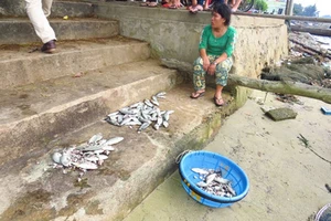 Chủ tịch Thừa Thiên-Huế trực tiếp kiểm tra hiện trường cá chết