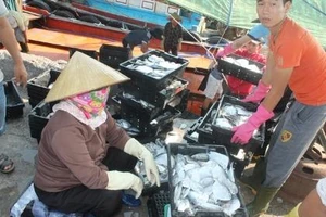 Hà Tĩnh đề nghị hỗ trợ mạnh cho người dân bị ảnh hưởng bởi vụ cá chết