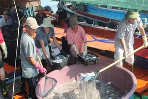 Hỗ trợ thiệt hại hải sản tồn kho 4 tỉnh miền Trung