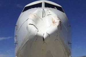 Chim va vào động cơ, máy bay phải hủy chuyến khẩn cấp