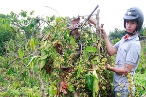 Lỗ hàng trăm tỉ, ông lớn cà phê muốn giải thể 6 công ty con 