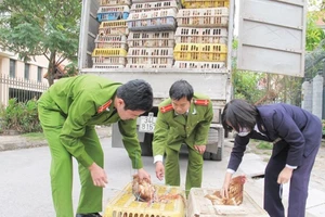 Tiêu hủy ngay gia cầm, sản phẩm động vật nhập lậu 