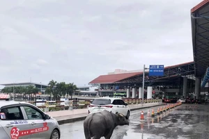 1 con trâu đi lạc vào nhà ga sân bay Nội Bài