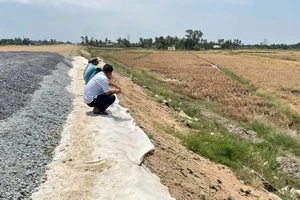 Lúa chết cạnh cao tốc Cần Thơ - Cà Mau không liên quan đến sử dụng cát biển