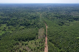 Đánh giá kỹ tác động đến hệ sinh thái khi làm đường nối Bình Phước với Đồng Nai