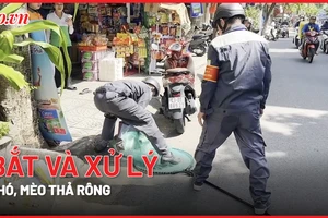 Video: Tổ bắt và xử lý chó, mèo thả rông đầu tiên ở Đà Nẵng