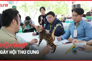 Video: Hàng trăm chó, mèo tham gia ngày hội thú cưng ở TP.HCM