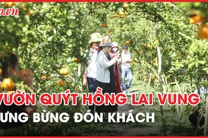 Video: Tất bật đón khách đến tham quan vườn quýt hồng Lai Vung