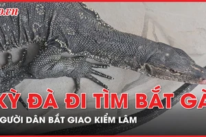 Kỳ đà bơi trên sông nghi đi bắt gà, người dân bắt giao kiểm lâm